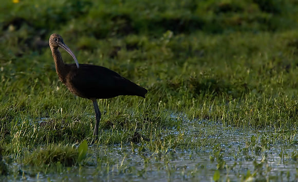 Glossy Ibis
