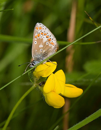 Common Blue