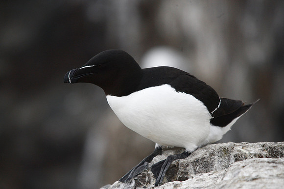 Razorbill