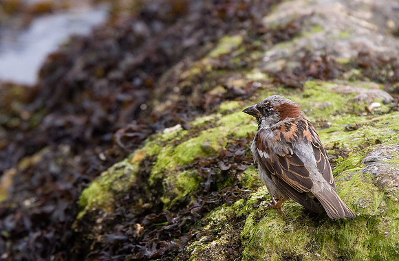 House Sparrow
