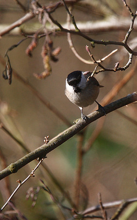 Marsh Tit