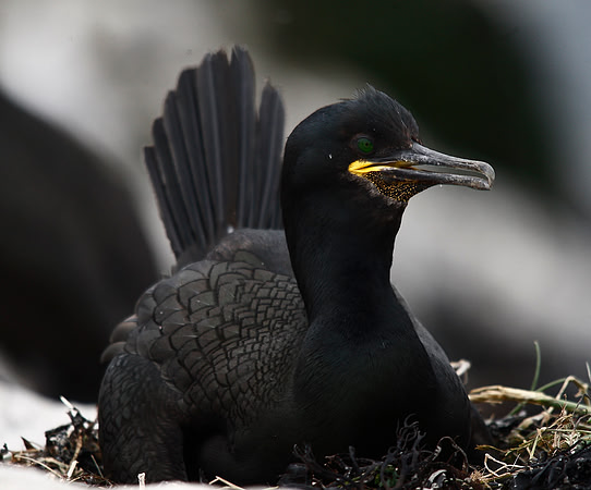 Shag