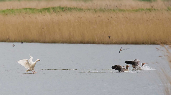 Greylag Geese