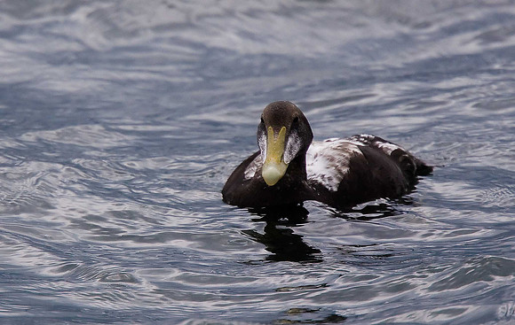 Eider