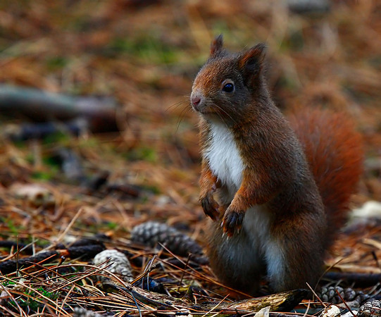 Red Squirrel