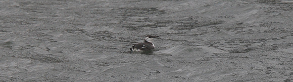 Guillemot
