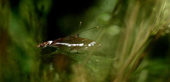 White Admiral
