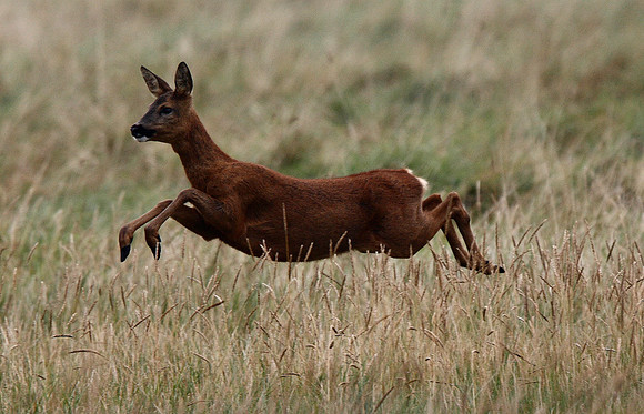 Roe Deer