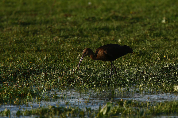 Glossy Ibis