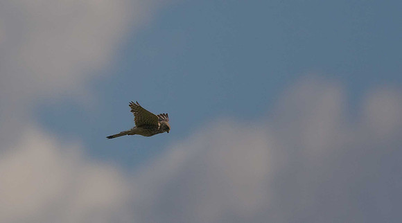 Kestrel