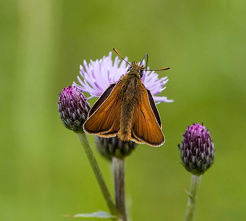 Small Skipper