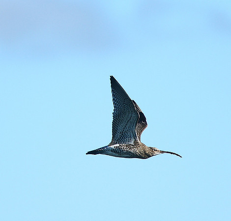Curlew
