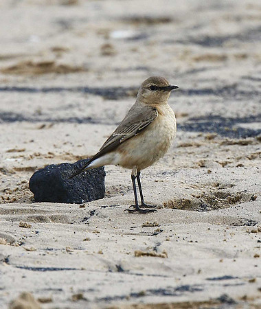 Isabelline Wheatear