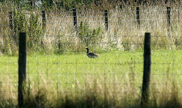 Little Bustard