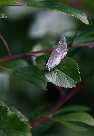 Purple Hairstreak