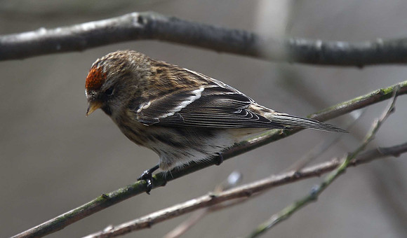 Lesser Redpoll
