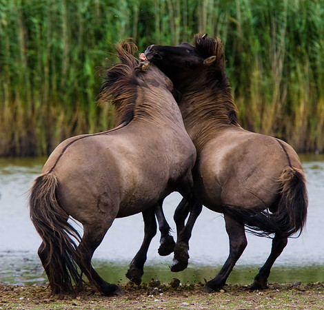 Konik Ponies