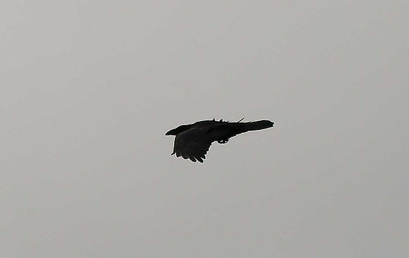 Raven