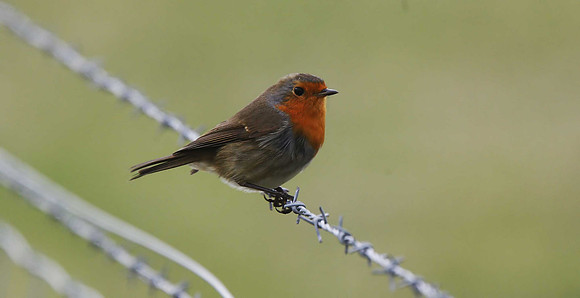 Robin