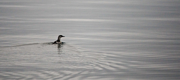 Black Guillemot