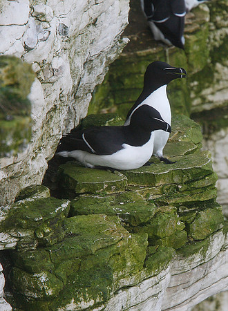 Guillemots