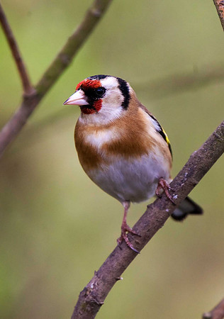 Goldfinch