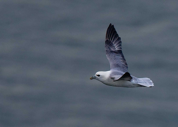 Fulmar