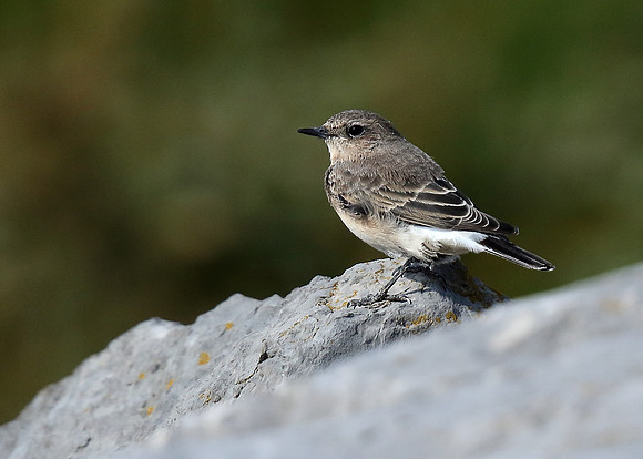 Black-eared Wheatear