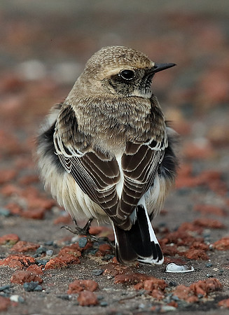 Pied Wheatear