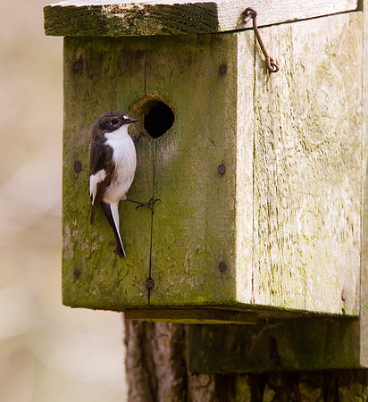 Pied Flycatcher