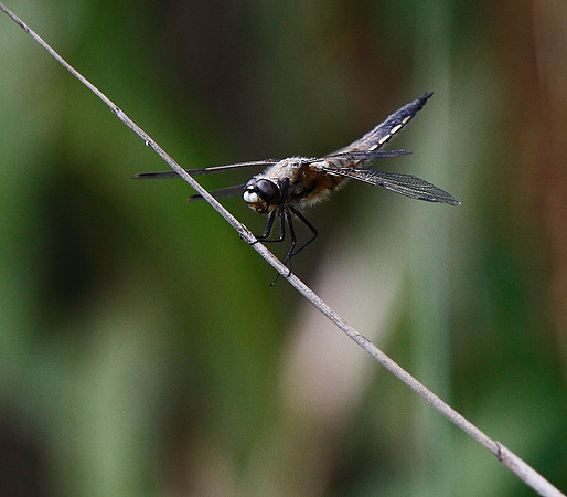 Four-spot Chaser
