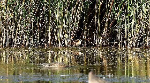 Little Crake