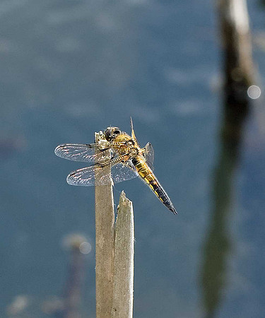 Four-spotted Chaser