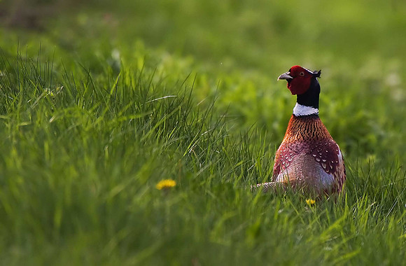 Pheasant