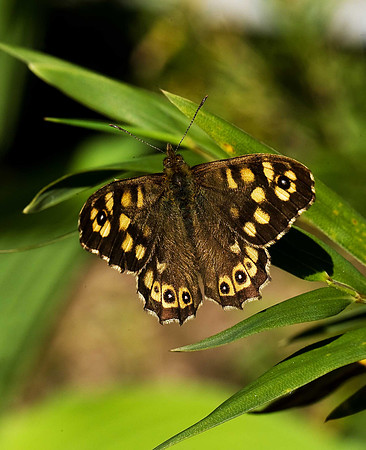 Speckled Wood