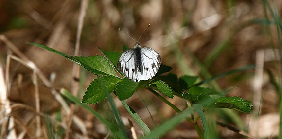 Small White