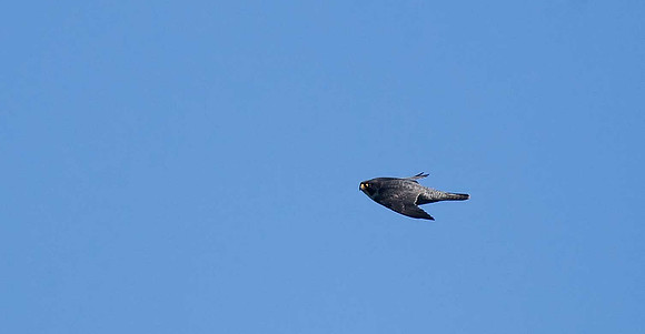 Peregrine
