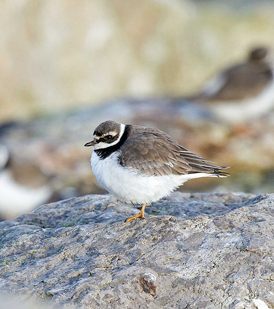 Ringed Plover