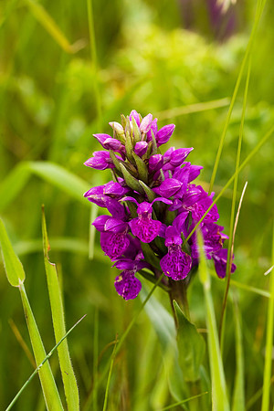 Northern Marsh Orchid