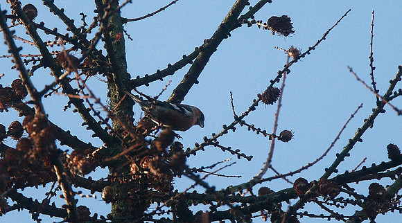 Two-barred Crossbill