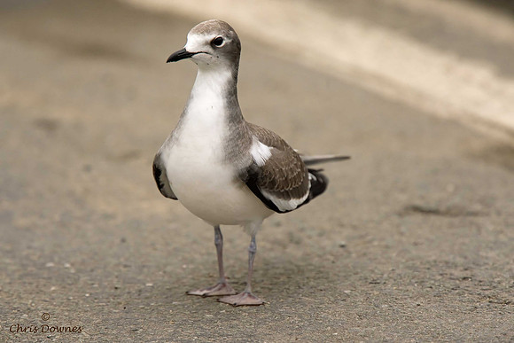Sabine's Gull