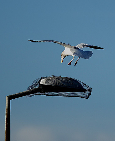 Herring Gull