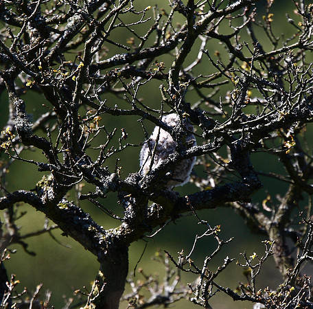Owlet  Little?