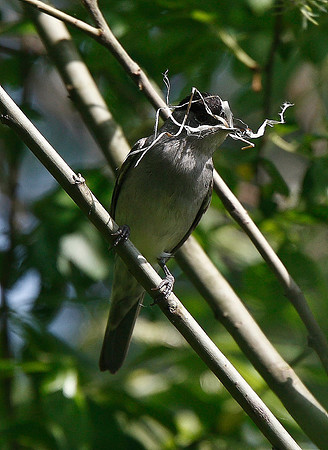 Blackcap
