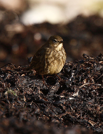 Rock Pipit