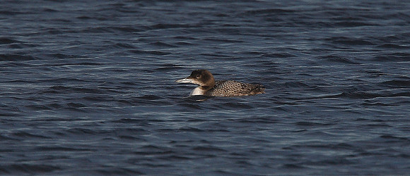 Great Northern Diver