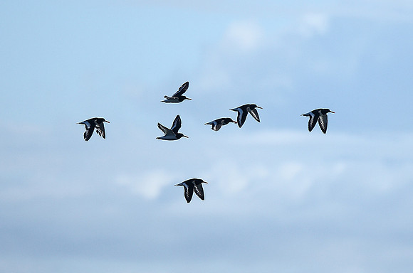 Oystercatchers