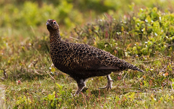 Red Grouse