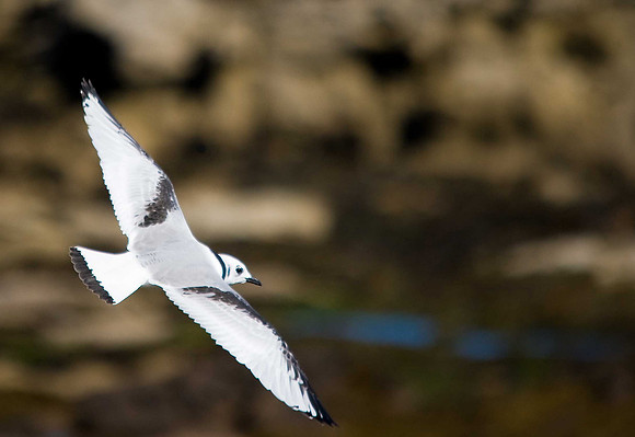 Kittiwake