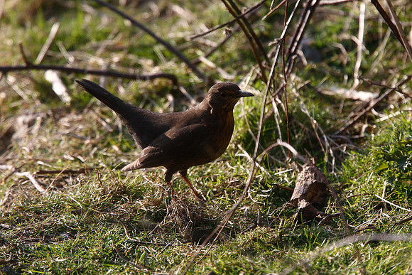 Blackbird